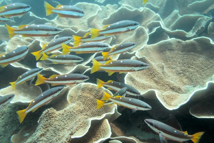 Under the water in El Nido