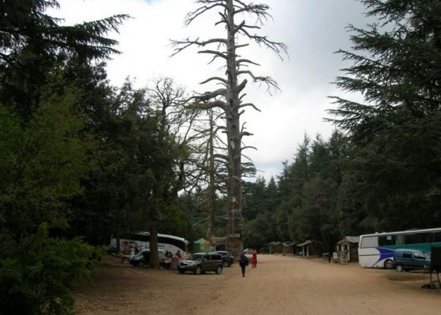 Coro is the oldest cedar tree in the world