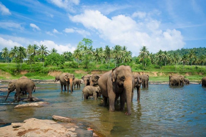 Safari atmosphere in Sri Lanka