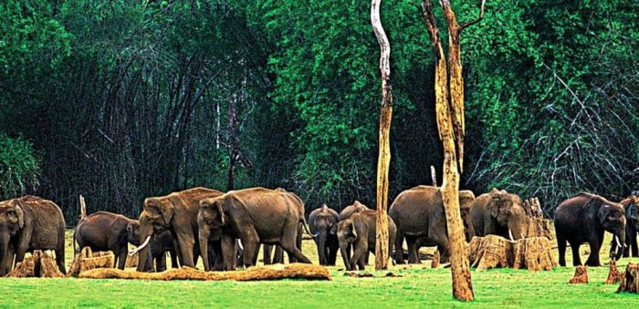 Wayanad Wildlife Reserve is home to many animals, including rare species