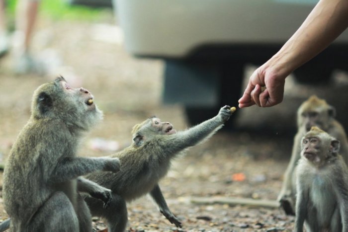 Monkey Forest is known to be the habitat for various species of wild monkeys and most of them are very friendly