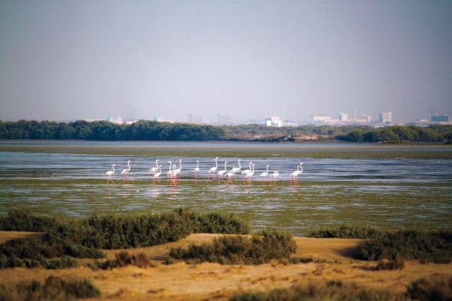     Xenia Island is a nature reserve