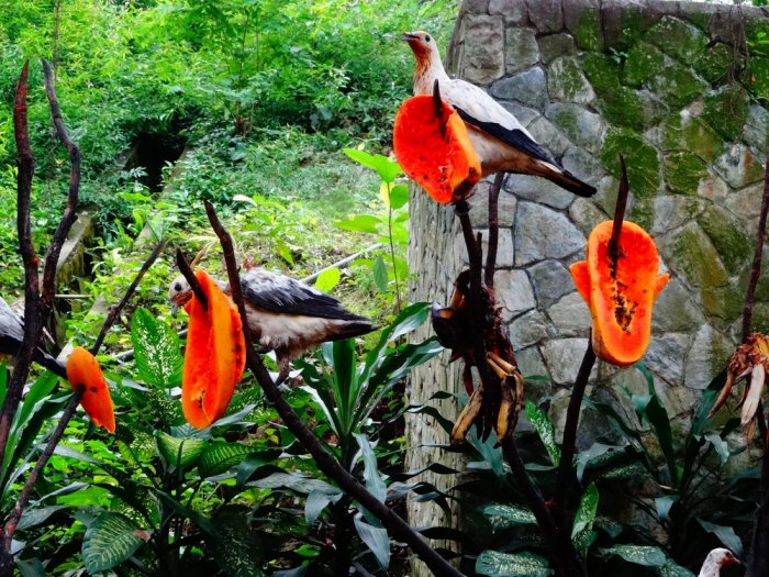 Kuala Lumpur Bird Park is one of the other popular tourist destinations
