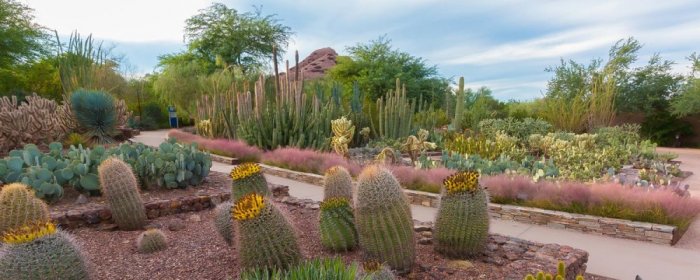 Desert Botanical Garden, Phoenix, Arizona 