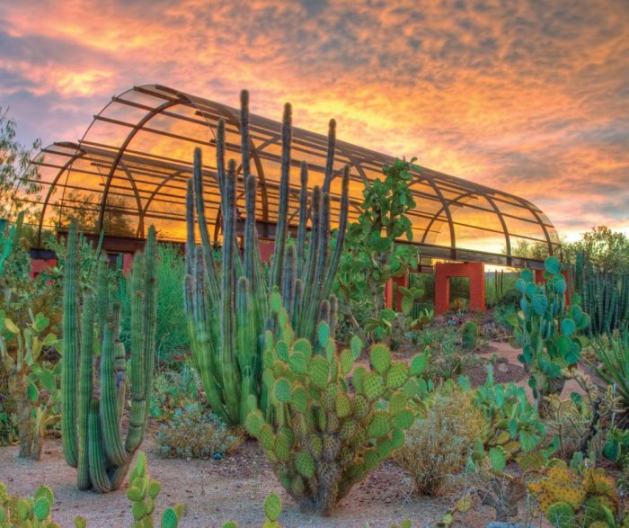 Desert Botanical Garden, Phoenix, Arizona 
