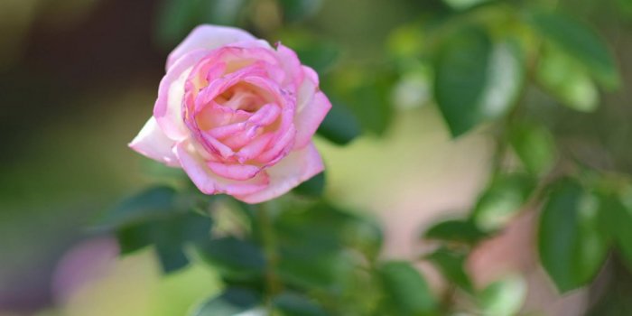 Princess Grace Rose Garden 