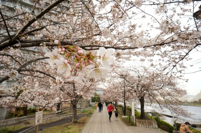 Spring of Japan