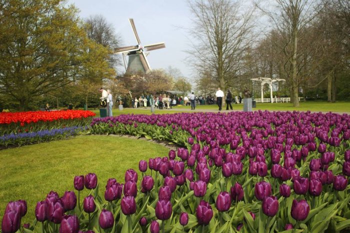 Amsterdam tulip season