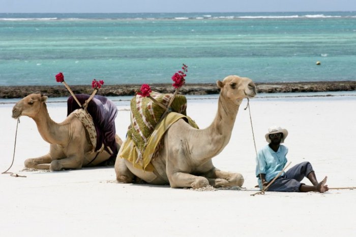 You can stroll along a camel with a tourist guide in Diani Beach