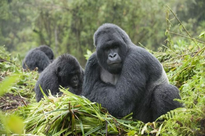 Endangered mountain gorillas at the Volcanoes National Park in Rwanda