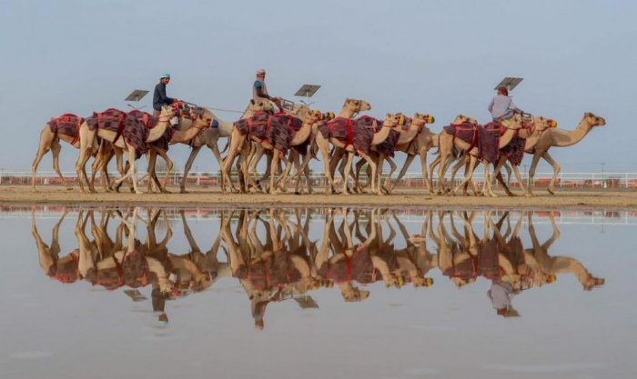 Camel race in the Taif season
