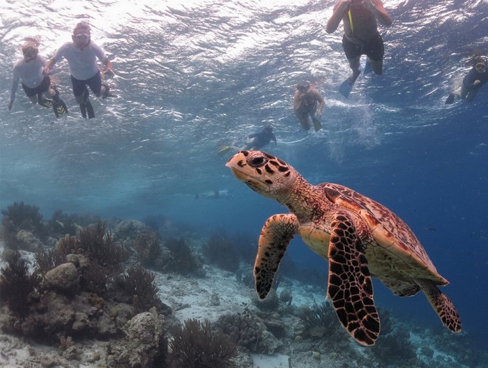 Enjoy diving in the Bonaire Marine Reserve