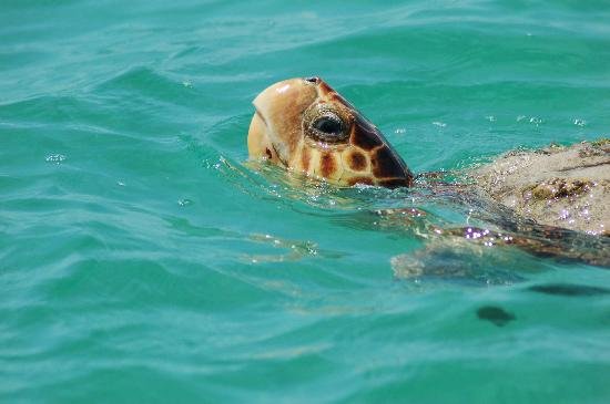 Contoy Island is a destination for sea turtles