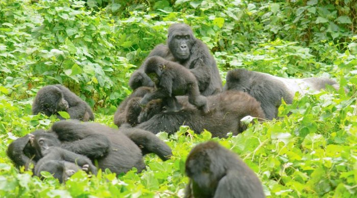     Bwindi Impenetrable National Park, Uganda