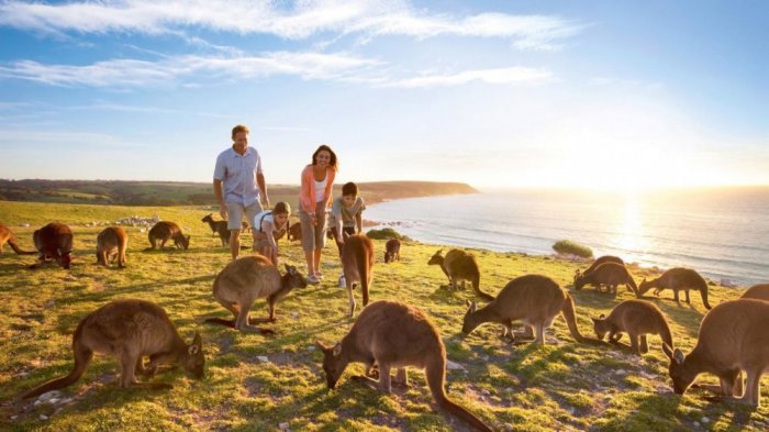 Kangaroos on their island