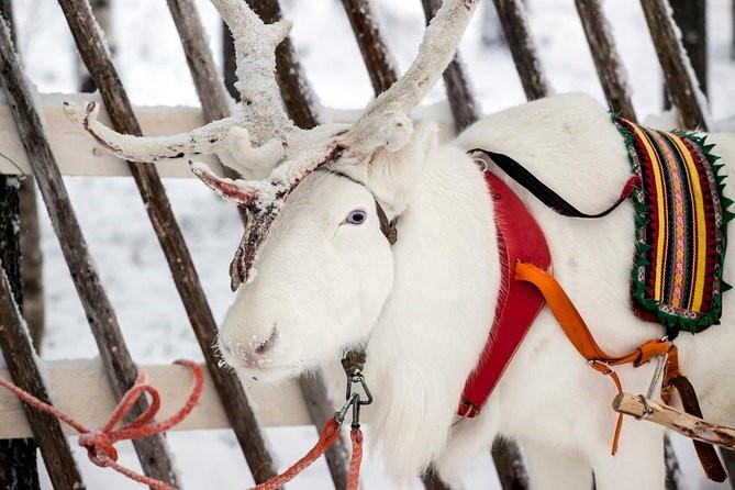 Husky ride and Reindeer feeding experience in the Nuuksio National Park