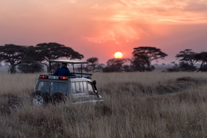 Honeymoon in Serengeti, Tanzania: wildlife up close