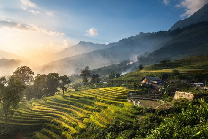 Tea plantations in Indonesia