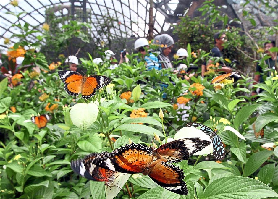     From a butterfly farm in Penang