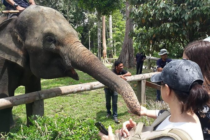 A scene from the elephants haven Kuala Gandah