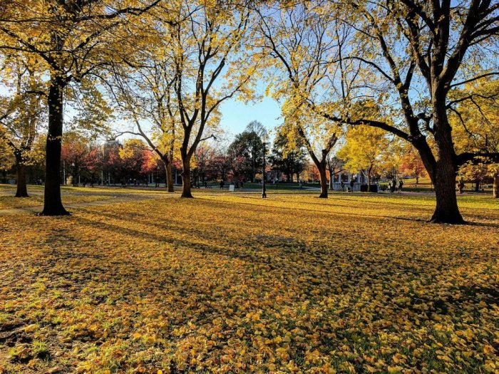 Boston Common Park in the fall