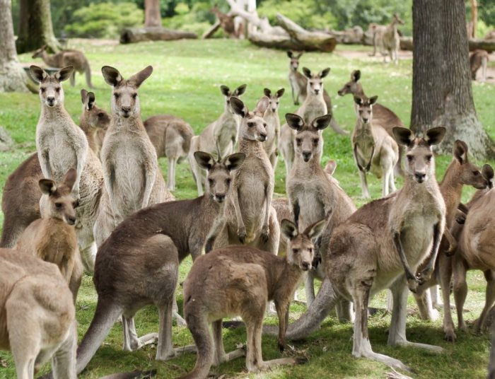 Kangaroo in the Lone Pine Koala Reserve