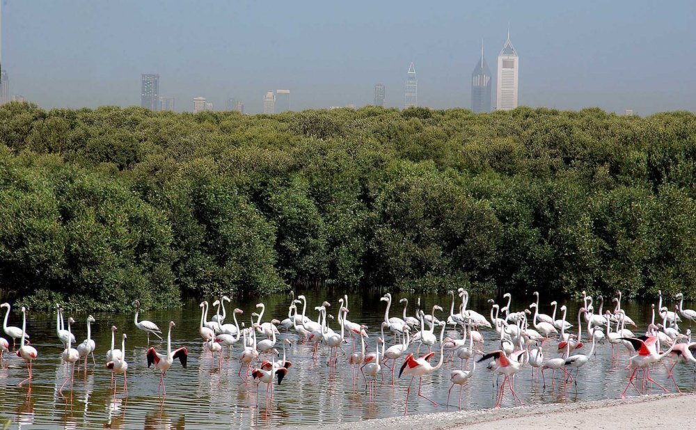 1581285752 268 The 5 most famous natural reserves in the Emirates - The 5 most famous natural reserves in the Emirates