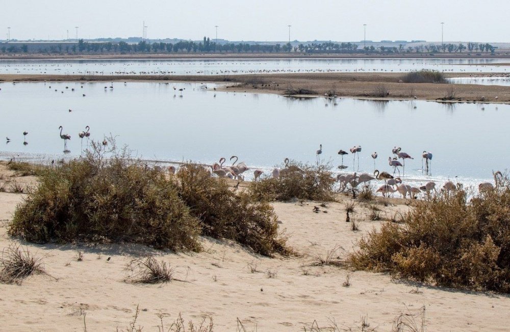 Al Wathba Reserve