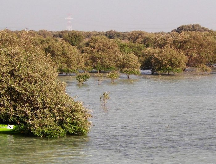 1581285753 130 The 5 most famous natural reserves in the Emirates - The 5 most famous natural reserves in the Emirates