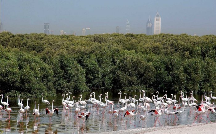 1581285753 730 The 5 most famous natural reserves in the Emirates - The 5 most famous natural reserves in the Emirates