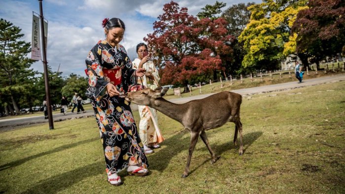 Feed the deer in Nara Park