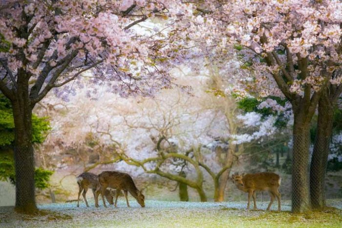 1581285763 946 The best tourist activities in the Japanese city of Nara - The best tourist activities in the Japanese city of Nara