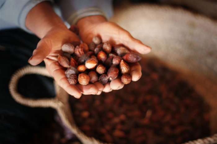 This is how argan oil is made in Morocco
