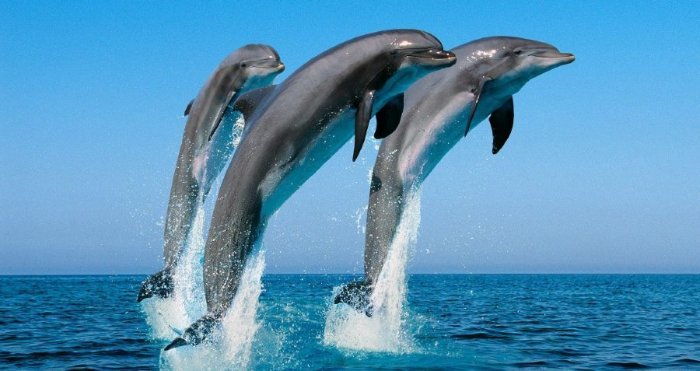 Whale and dolphin watching season in Sri Lanka in November and April