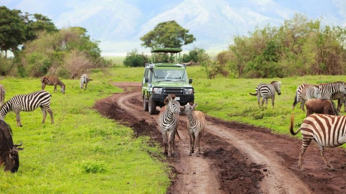    Explore the wilds of Tanzania