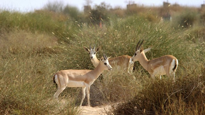 Deer in the Marmum Reserve