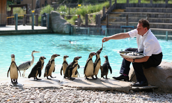 London Zoo is one of the most popular tourist places in London, England