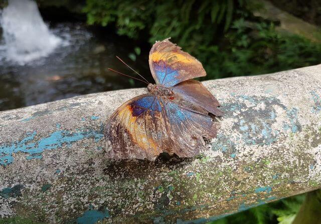 Butterfly park in Kuala Lumpur is one of the best attractions in Malaysia