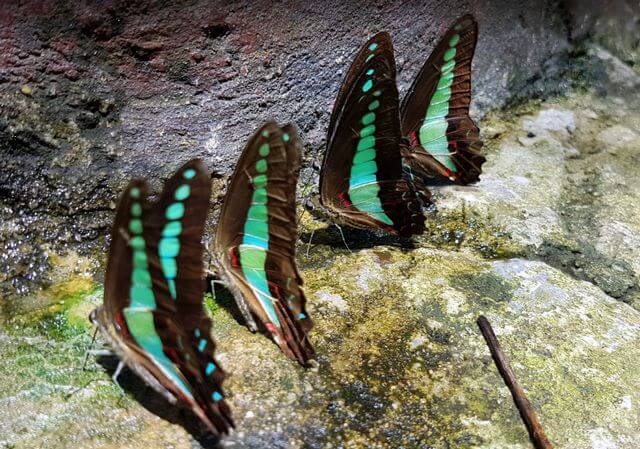 Kuala Lumpur Butterfly Garden