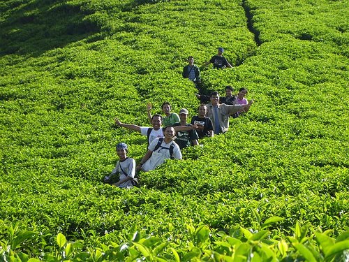 Tea plantations in Bandung