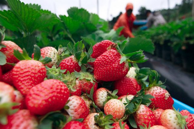 Strawberry farms in Abondong Indonesia