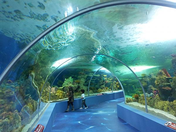 Fakih Jeddah Aquarium is one of the best places of tourism in Jeddah, Saudi Arabia