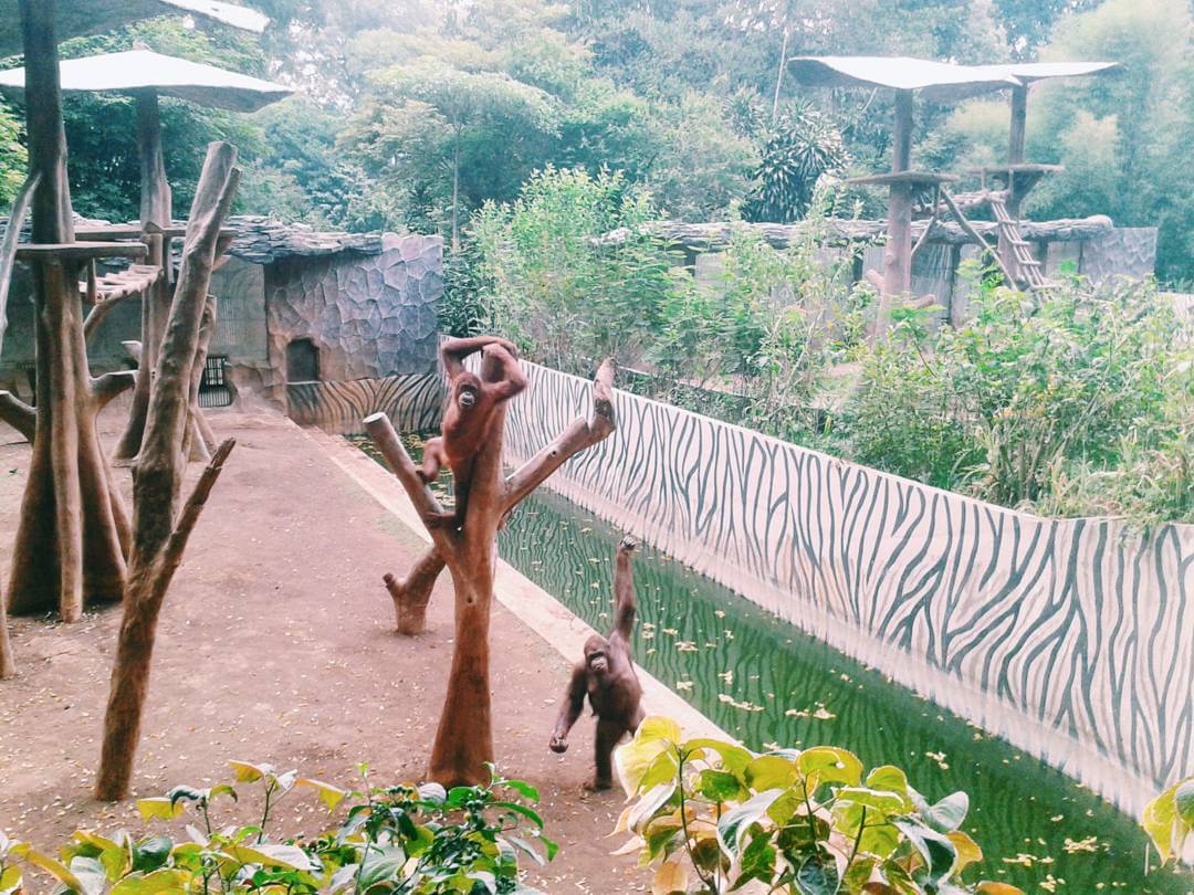 Zoo in Bandung Indonesia