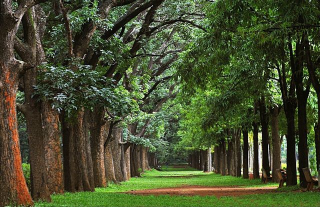 The most beautiful gardens of Bangalore