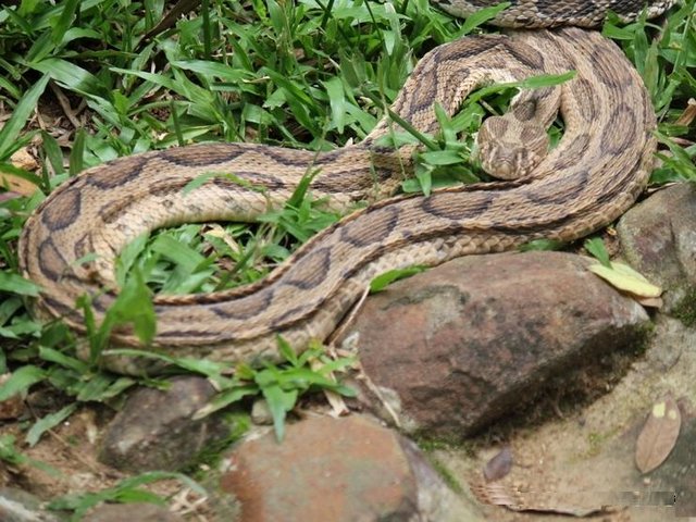 Snake house in Bannergata National Park