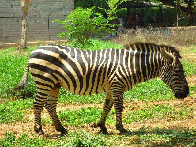 Zebra in Bannergata National Park