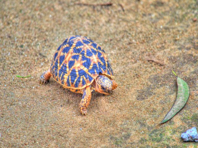 Bannergata National Park Turtles
