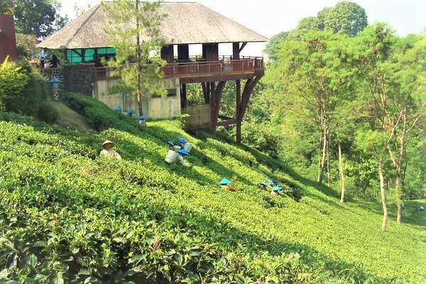 Tea plantation is one of the most beautiful places of tourism in Bandung Indonesia