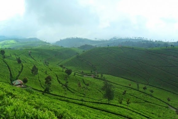 Tea plantation in Bandung Indonesia