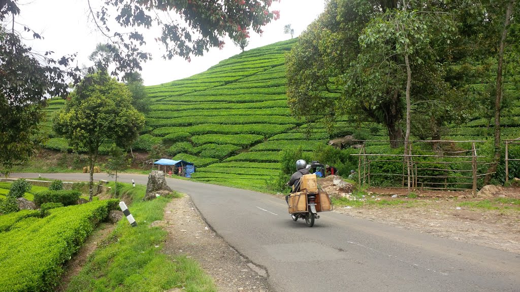 Chibody tea plantation is one of the most beautiful tourist places in Bandung, Indonesia